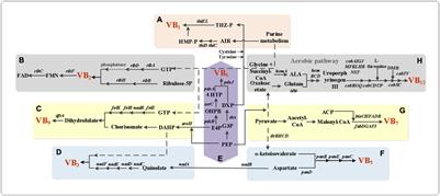 Microbial Cell Factories for Green Production of Vitamins